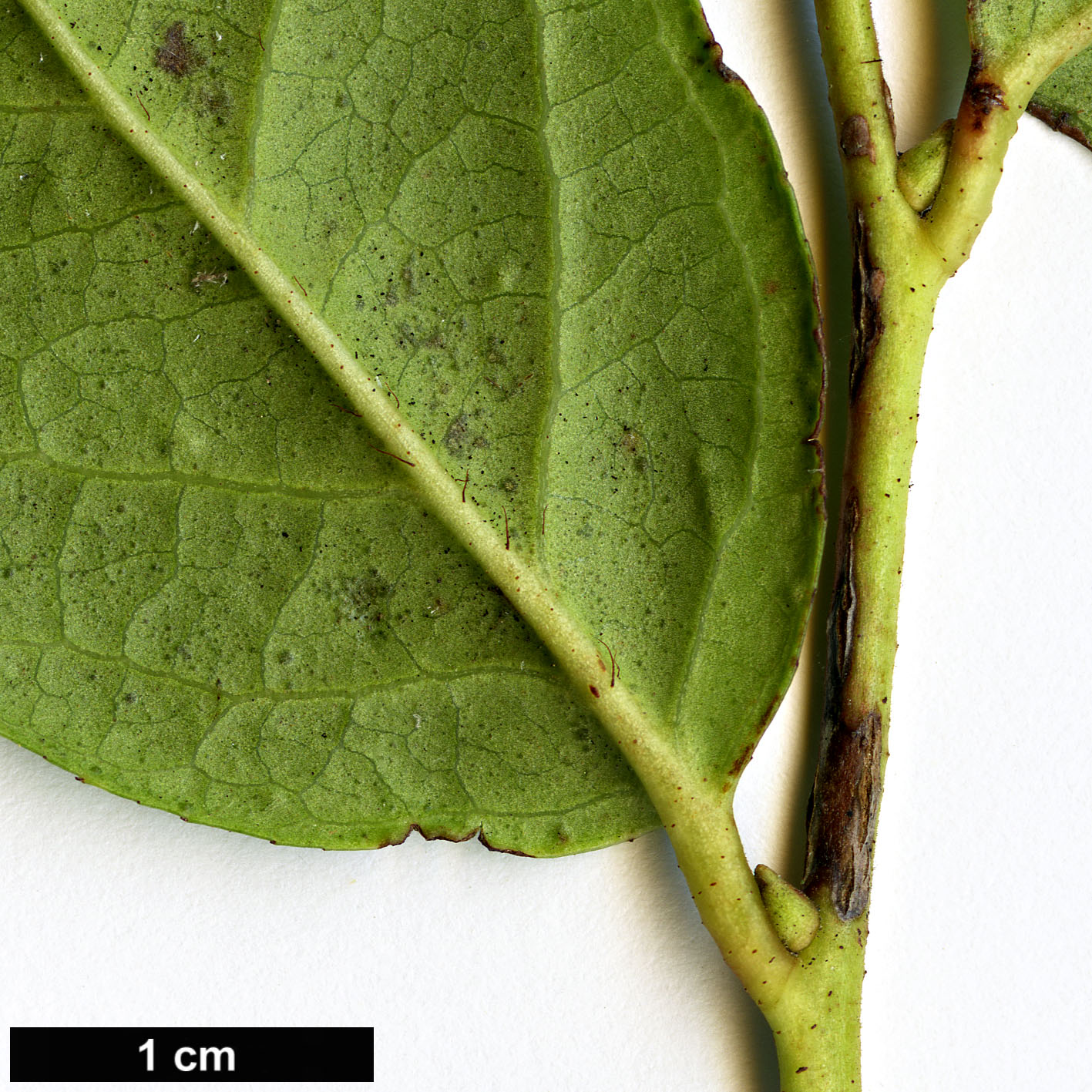 High resolution image: Family: Ericaceae - Genus: Gaultheria - Taxon: ×wisleyensis (G.mucronata ×G.shallon)